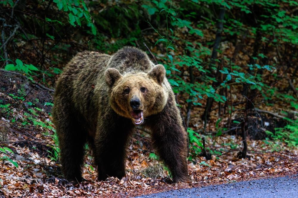 HOROR U KOMŠILUKU! Medved napao ženu u selu dok je vodila dete u školu!
