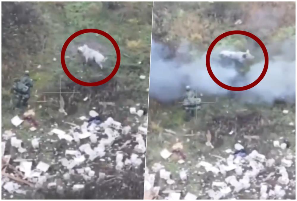 svinja-copy.jpg?ts=2025-11-21T14:05:17