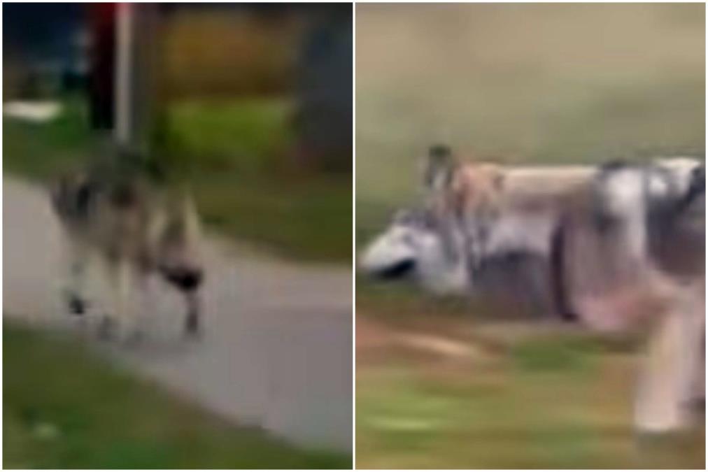 vuk-.jpg?ts=2025-12-01T18:00:54