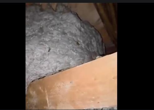 Pronašli u kući najveće gnezdo osa ikada zabeleženo: Ljudi su bili šokirani kada je Danijel sišao s tavana i pokazao ruke!