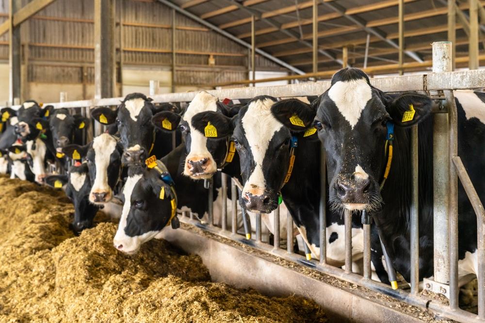 Da li ćemo piti mleko od "pametnih krava"? Srpski seljak pred novim izazovom