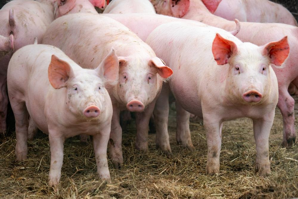 AFRIČKA KUGA SVINJA DOŠLA DO BEOGRADA: Preduzimaju se mere na teritoriji Obrenovca i Palilule, dostavljena rešenja o proglašenju zaraženog i ugroženog područja