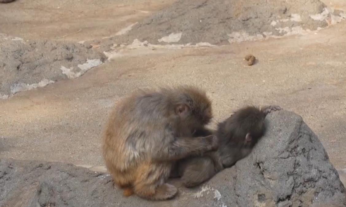 Screenshot-2026-02-16-200650.png?ts=2026-02-16T20:09:44