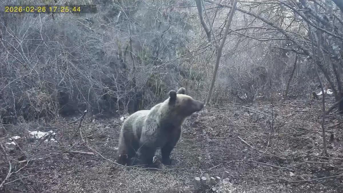Meštani u strahu za goli život! Medved napada u selima nadomak Užica - Razvaljuje vrata, upada u prostorije