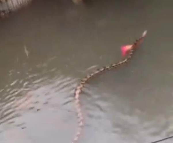 Bali-poplave-zmija.jpg?ts=2026-02-27T21:04:54