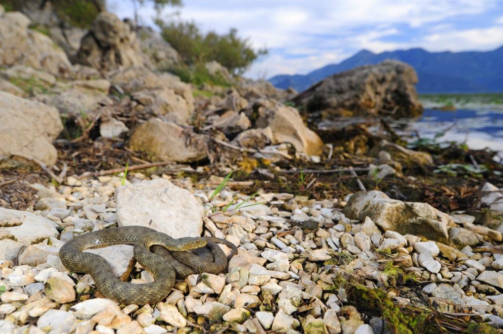 Zmije mrze miris ove biljke: Posadite je u dvorištu i više se neće približavati vašoj kući