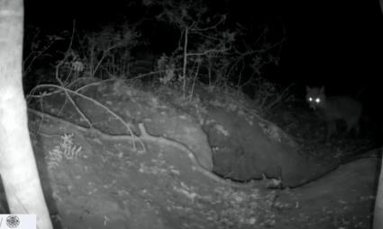 lisica.jpg?ts=2026-03-09T17:47:56