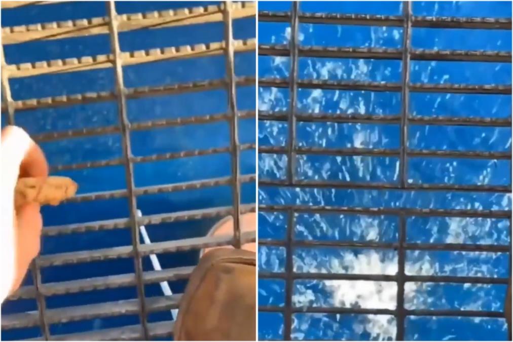 Bacio je komadić hrane sa naftne platforme u vodu i scena koja je usledila je uplašila ljude: Posle ovoga mnogi neće u more