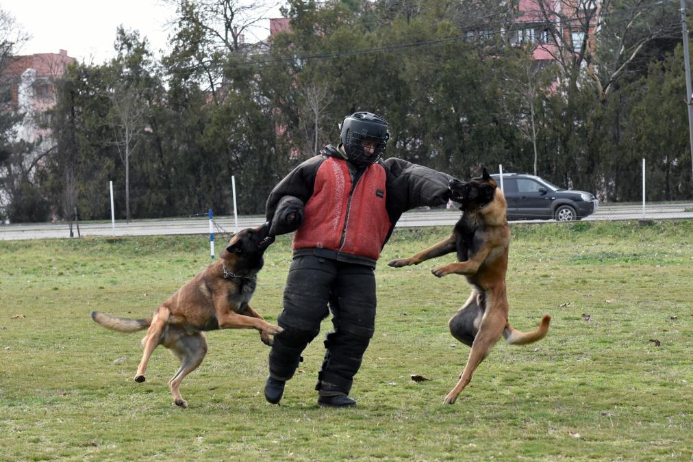Dresura u centru u Nišu: Obuka pasa za službu u jedinicama Vojske Srbije
