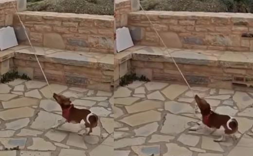 "PLAĆEN U GIROSIMA!" Zvonar kakvog još NISTE VIDELI: Nema ni metar visine, ali je RADNIK MESECA - Pogledajte scenu koja je raznežila i najtvrđa srca! (VIDEO)