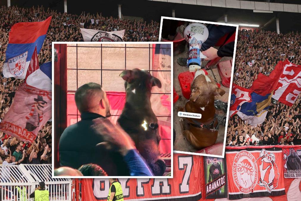 NESVAKIDAŠNJA SCENA NA MARAKANII! Pas ukrao šou navijačima Crvene zvezde, ovaj ljubimac je glavna tema na internetu