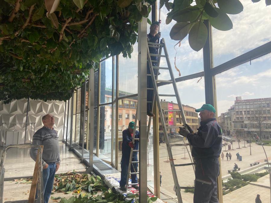 NAJVEĆI FIKUS NA BALKANU NALAZI SE U ČAČKU Tropski gorostas, dugačak više od 40 metara, svi žele baš njegov fikus (FOTO)