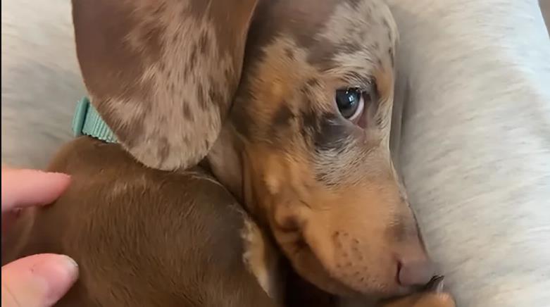 Pas imao peh od radosti, pa se postideo, više od 26 miliona ljudi pogledalo najnežniji video na svetu (video)