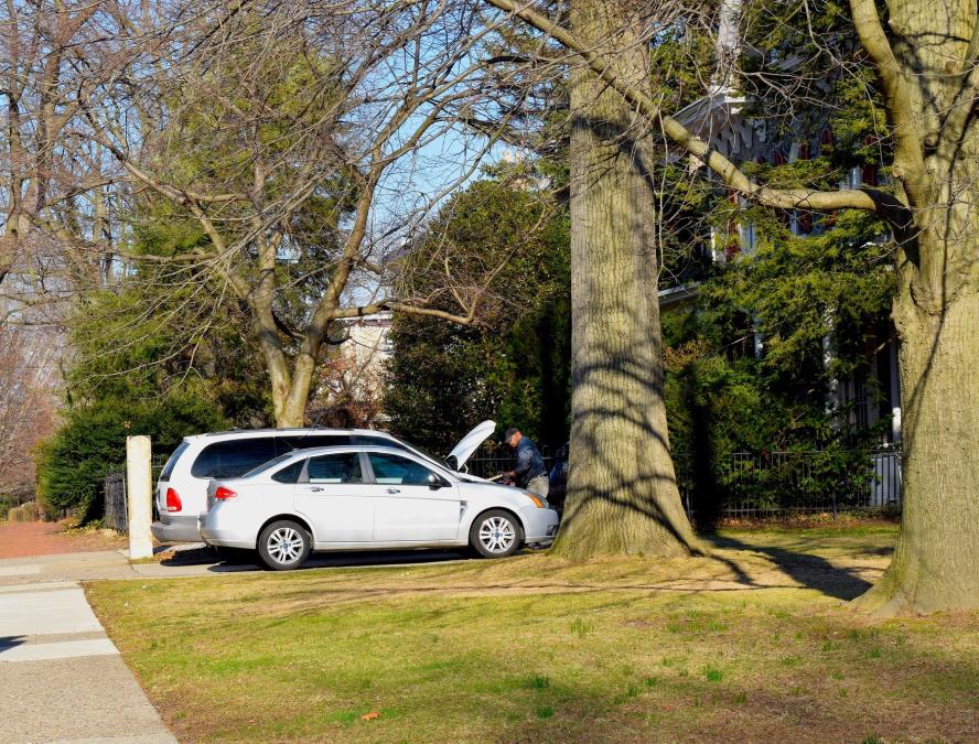 Ne parkirajte ispod ovog drveća: U slučaju nevremena, stabla će vam demolirati auto