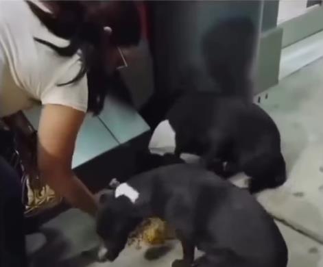 Žena nahranila ulične pse, a onda je jedan odlučio da reaguje, usledilo je nešto što niko nije očekivao (video)