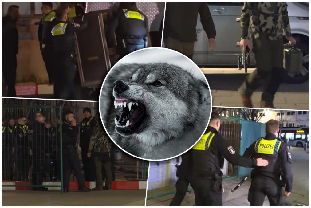 VUK UGRIZAO ŽENU ZA LICE U PROMETNOJ ULICI USRED HAMBURGA! Nemačka policija koristila štitove tokom hvatanja životinje, akcija trajala punih sat vremena (VIDEO)