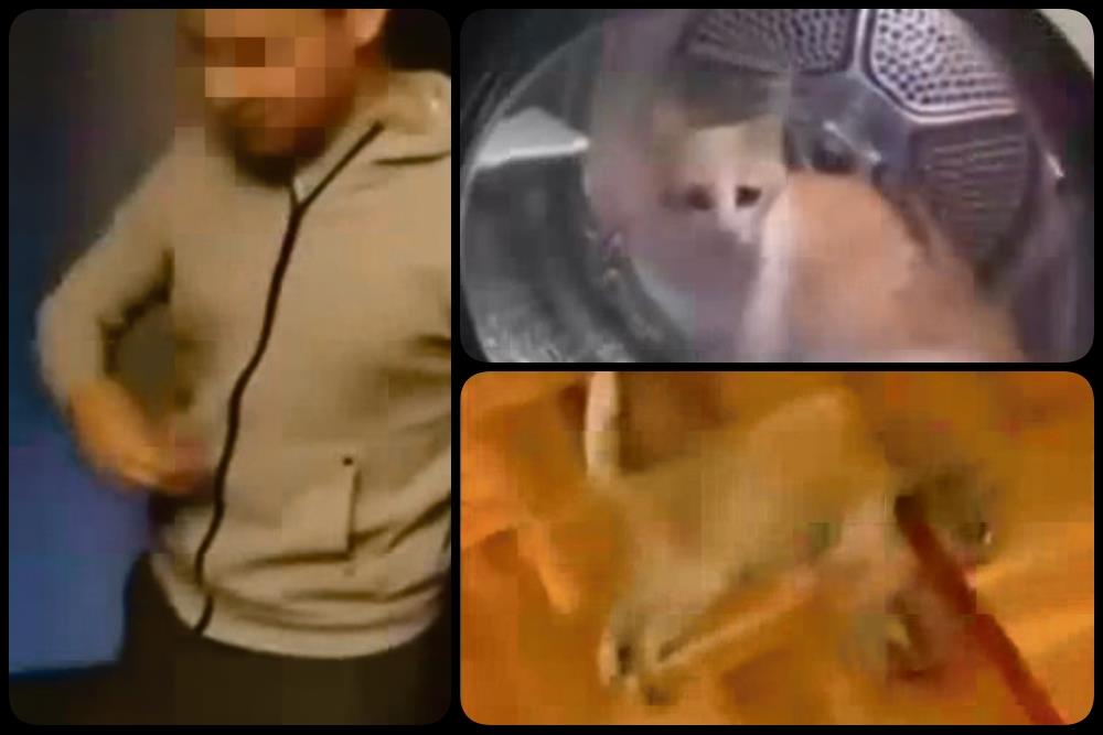 Tinejdžeri brutalno muče mačku: Stavili je u veš-mašinu, pa je uključili! Jeziv video zgrozio javnost (FOTO)