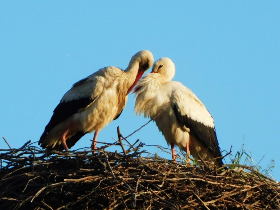 KRILATI SIMBOL VERNOSTI I RAĐANJA: Vratile se rode, stari stanari sa vrha školskog dimnjaka (FOTO)