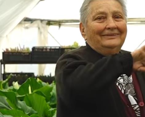 KOMŠIJE NE VERUJU ŠTA PENZIONERKA LJILJA GAJI U PLASTENIKU Prvo ih pozdravi za dobro jutro, pa izljubi! Peva im, priča i tepa kao deci: Lepotani moji (VIDEO)