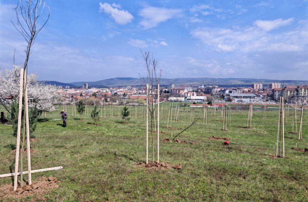 POSAĐENO NOVIH 430 SADNICA NA BAGDALI: Velika ekološka akcija u Kruševcu