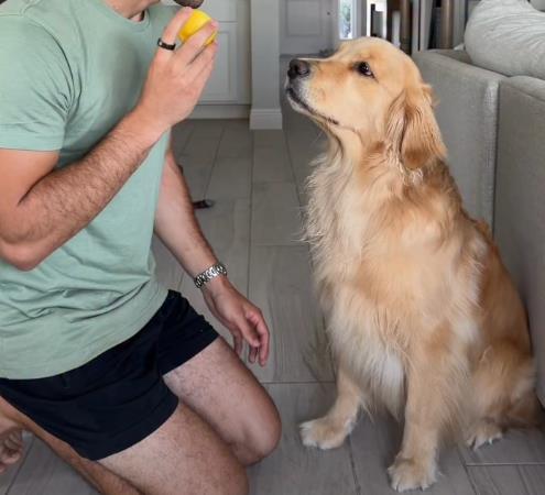 Zlatni retriver probao limun, njegova reakcija osvojila svet: Ljudi padaju od smeha na njegove grimase (video)