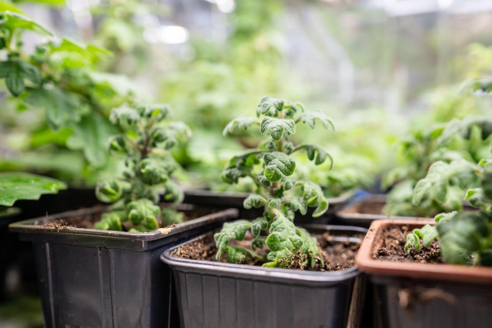 Ova biljka je spas protiv insekata i komaraca: Poznata i kao Sveta Petka i hilandarski bosiljak neguje se lako