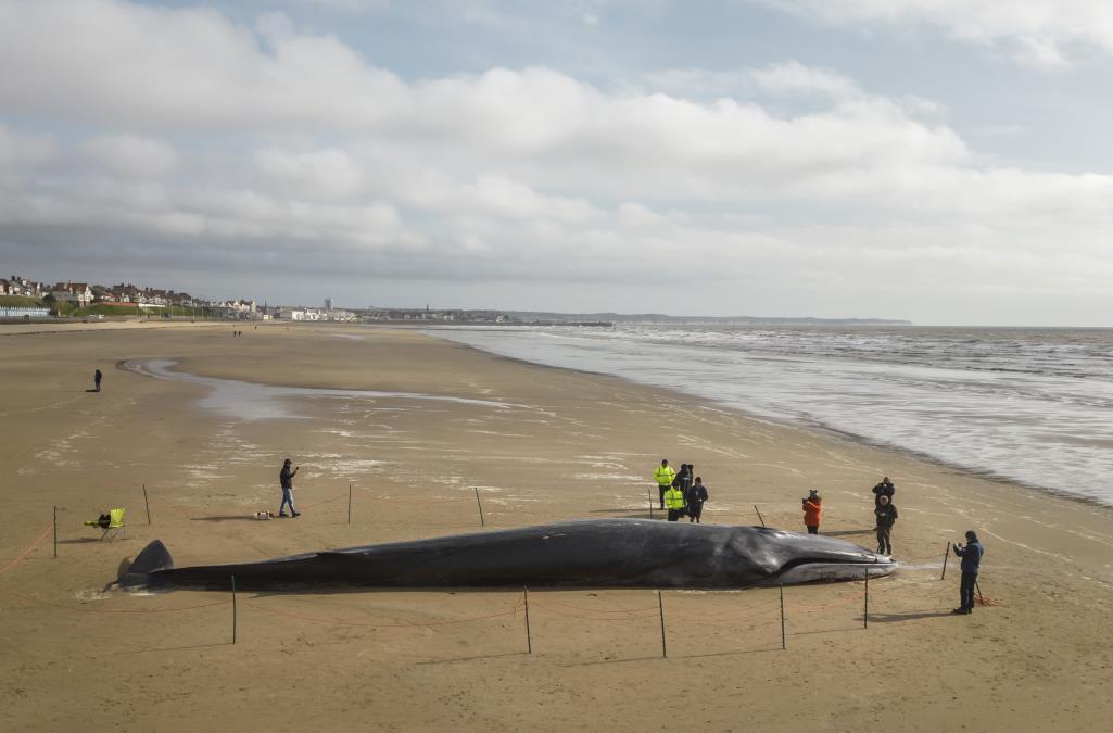 KIT DUGAČAK 12 METARA NASUKAO SE NA PLAŽU U FRANCUSKOJ Pokušali da mu pomognu, pa usledio još veći šok