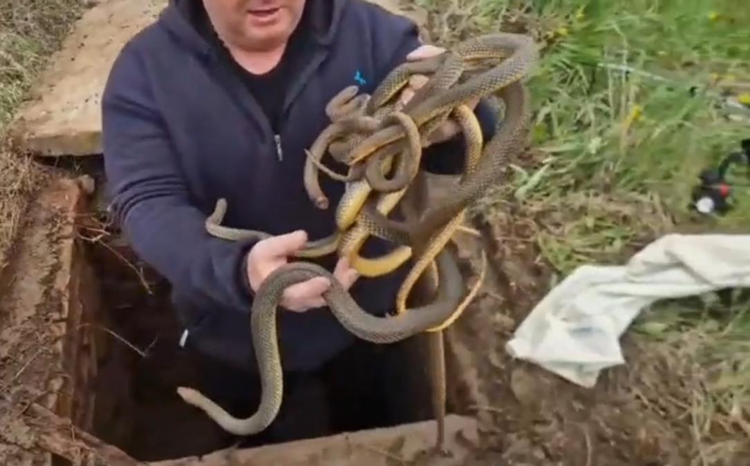 ŠOK U MEROŠINI UOČI VASKRSA! Ljudi zavirili u šaht, prizor ih PARALISAO - UNUTRA 6 ZMIJA: Za scenu koja je usledila malo ko ima HRABROSTI (VIDEO)
