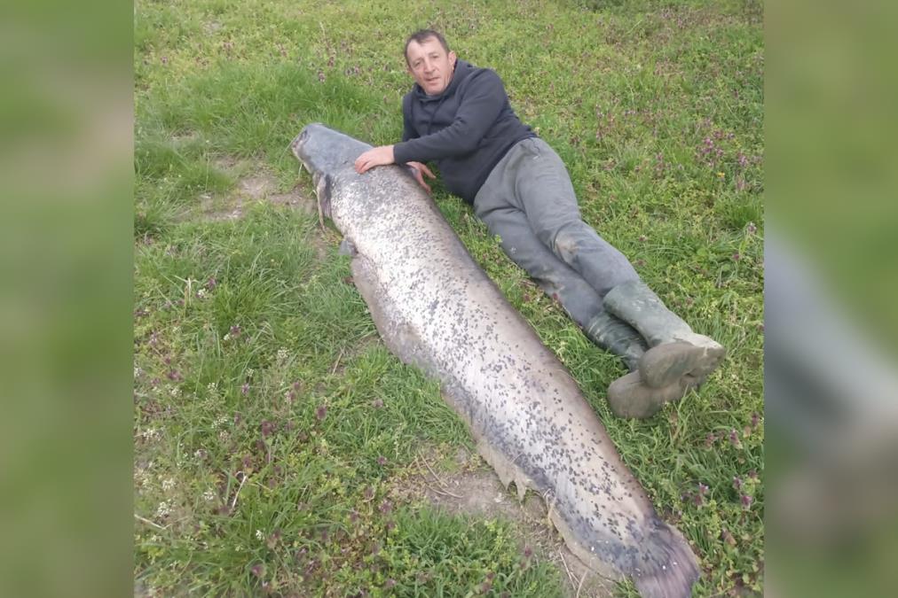 GRDOSIJU OD 57 KG I 2 METRA ULOVIO NA KIŠNU GLISTU! Neverovatan podvig ribara: Borio se 30 minuta sa nemani