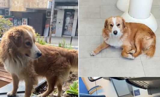 "NE ZNAMO DA LI SE ZAPUTIO PREMA NIŠU ILI BEOGRADU" Traži se Žira, pas viđen u vozu! I nije mu prvi put, putovao je i ranije! (FOTO) 