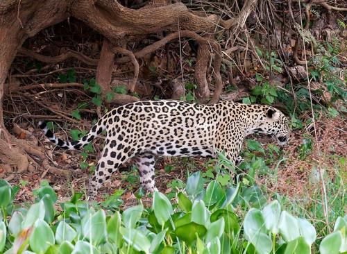 Jaguar snimljen kako tumara planinom: Veruje se da je krenuo u potragu za ženkama