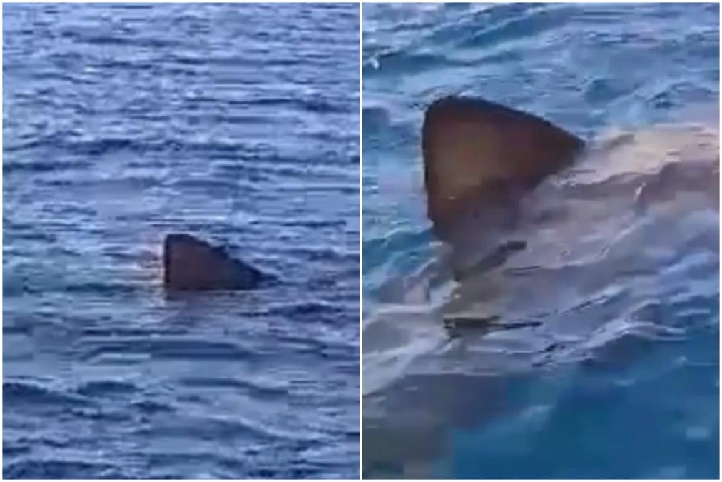 KRAJ BRODA IZRONILA GRDOSIJA OD 8 METARA! Zvonko oči u oči sa čudovištem: "Video sam je kako otvara svoja GIGANTSKA USTA, nikad mi se ništa slično nije desilo"