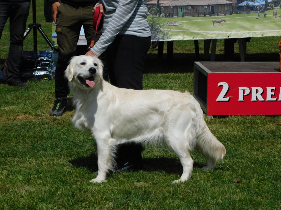  ŠESTA IZLOŽBA PASA SVIH RASA U etno-selu "Sunčana reka" pored Drine! (FOTO)