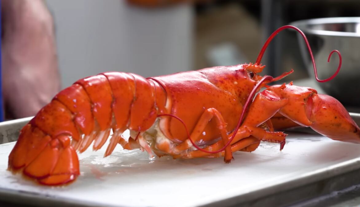 ŠOK STUDIJA: Jastozi osećaju bol kao ljudi - lekovi protiv bolova smanjuju njihovu reakciju na patnju