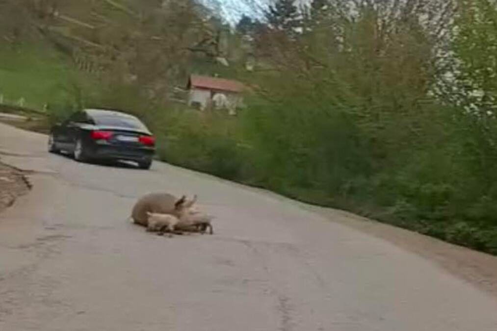 Urnebesna scena iz Republike Srpske: U istom danu na istom putu oprasila se krmača, valjali se magarci i pao odron