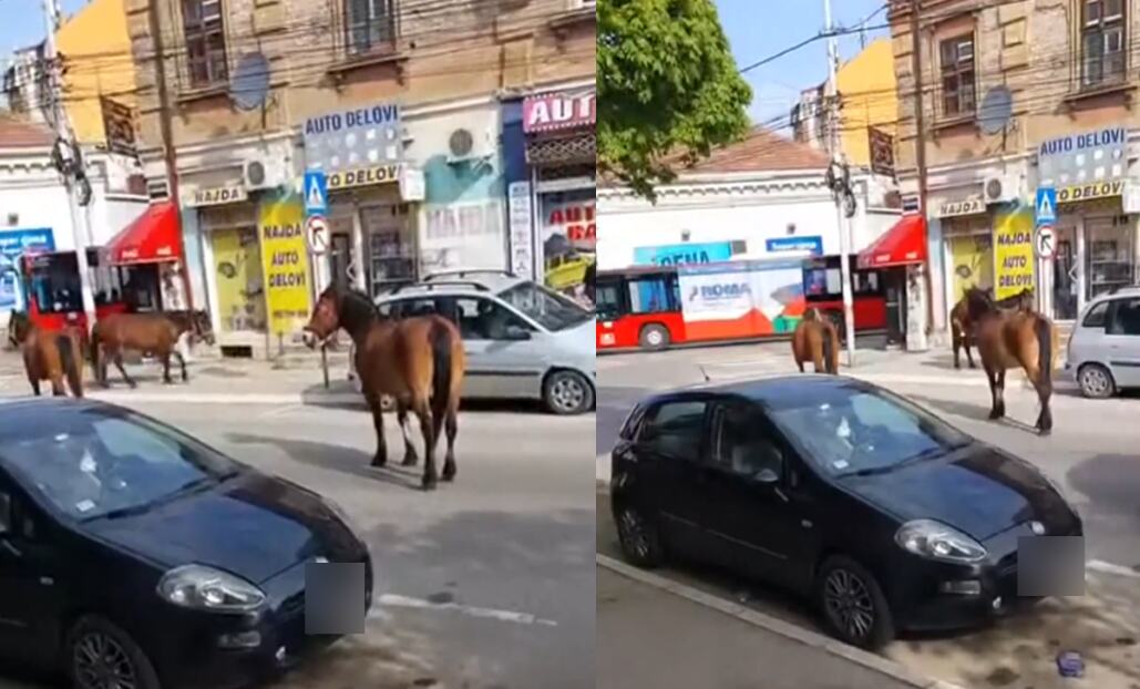 HAOS U CENTRU NIŠA! Vozači zakočili u neverici kad su došli oči u oči sa NJIMA: Saobraćaj blokiran, zbunjeno stajali i gledali šta ih je snašlo (VIDEO)
