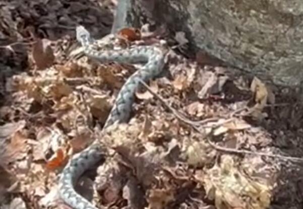"ČEKA PRVOG KOJI ĆE DOĆI U JAPANKAMA" Snimak poskoka na Velebitu uliva strah u kosti: Ljudi u neverici gledaju - u slučaju ugriza JEDNA STVAR JE KLJUČNA (VIDEO)