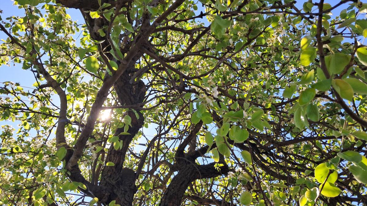 Miriše na leto: Toplo vreme prija i ljudima i biljkama, Vranje procvetalo prethodnih dana (FOTO)