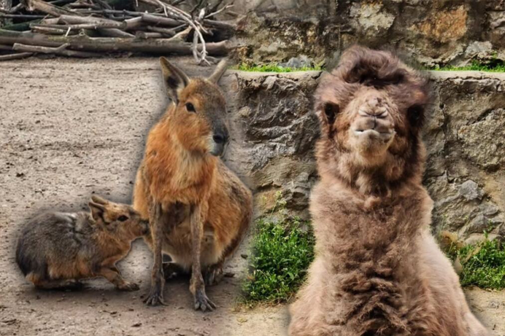 U BEO ZOO-VRTU SVE VRVI OD ŽIVOTA, OVO SU NOVE PRINOVE: Dvogrba kamila i mladunče patagonijske mare (FOTO)
