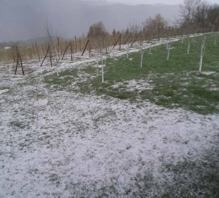 JAK GRAD VELIČINE ORAHA TUKAO IH 15 MINUTA, SILAN LED SE SRUČIO NA SELA KOD PRIJEPOLJA: Ogromne štete na malinama: "Tuklo je dugo, sve je obelelo bilo" (VIDEO)