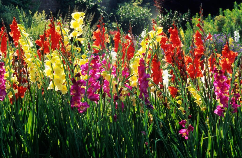 Uz par jednostavnih trikova imaćete najlepše gladiole u komšiluku: Bitna je dobra priprema