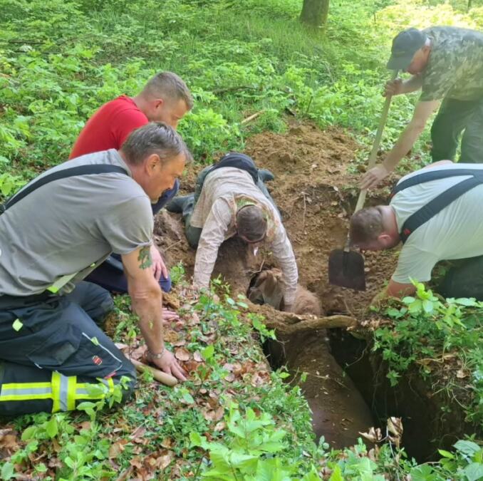 OTVORILA SE ZEMLJA I "PROGUTALA" KOBILU TEŠKU POLA TONE! Ostala ZAROBLJENA, vatrogasci u teškom poduhvatu izveli akciju veka: "Neko se šali..." (FOTO)