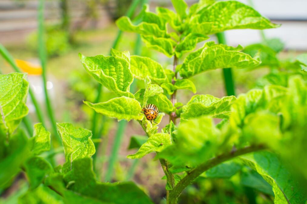 Krompirova zlatica nestaje iz bašte uz trik naših baka: Prirodni sprej pravi čudo u bašti garantovano