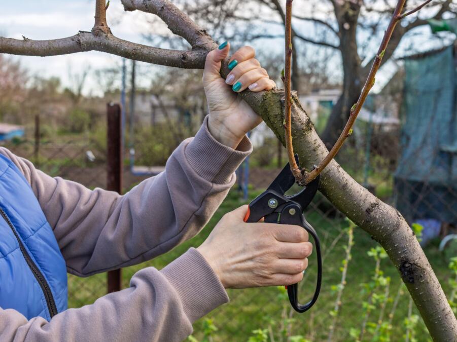 Zlatno pravilo orezivanja jabuka: Jedna greška može da vas košta roda u naredne dve godine
