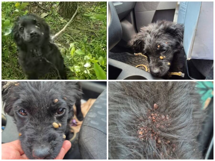 Verovala vam je, a vodili ste je u smrt! Horor prizor u šumi: Vezali štene planinarskim konopcem da ne krene za njima, krv joj pilo na desetine krpelja! VIDEO