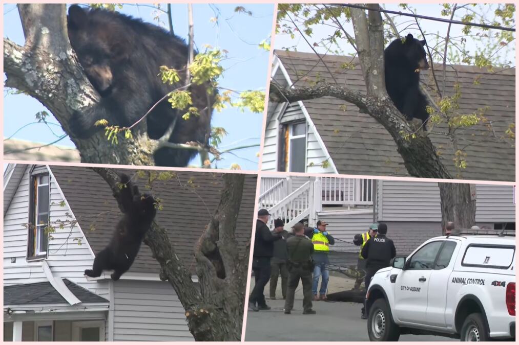 MEDVED SE POPEO NA DRVO USRED GRADA Usledila je filmska akcija, blokada ulica i jedan dramatičan završetak (VIDEO)