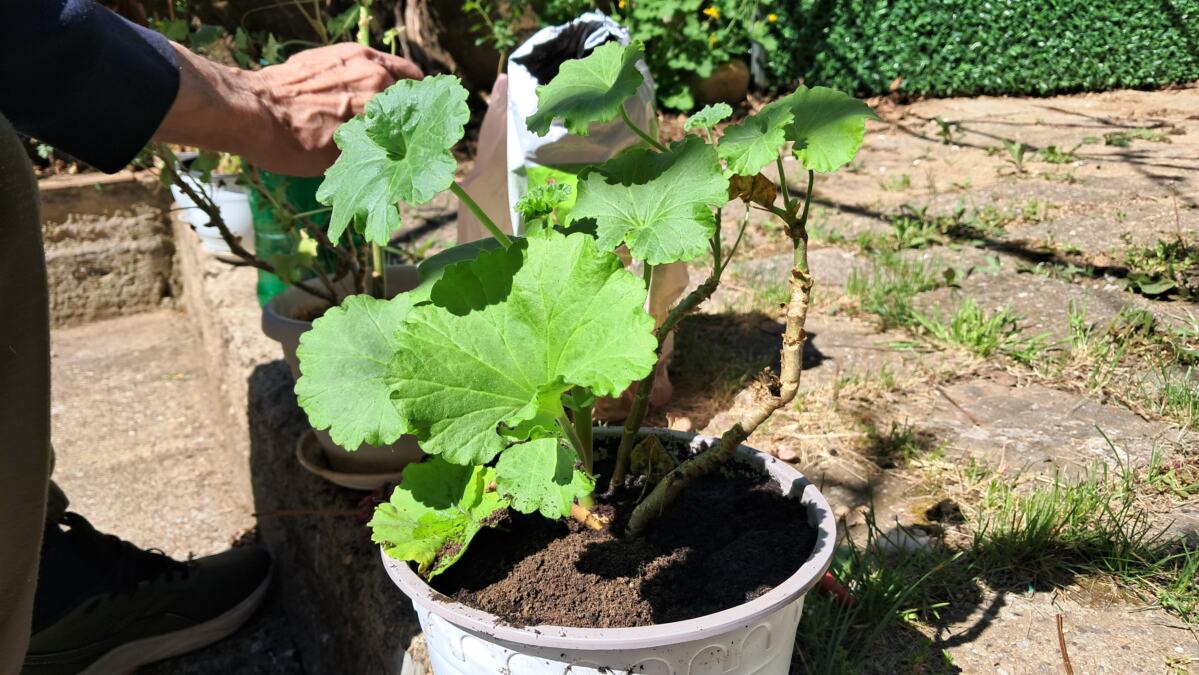 Kraj aprila - idealan trenutak za iznošenje cveća na sunce u dvorištima (FOTO)