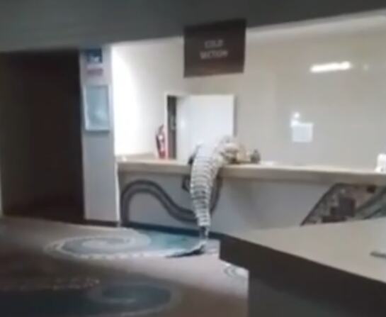 KAO IZ LOŠEG VICA! Zver dugačka skoro 4 metra ZAPREPASTILA goste hotela! Nonšalantno "prošetao" lobijem i pravac KUHINJA, zaposleni reagovali HUMOROM (VIDEO)