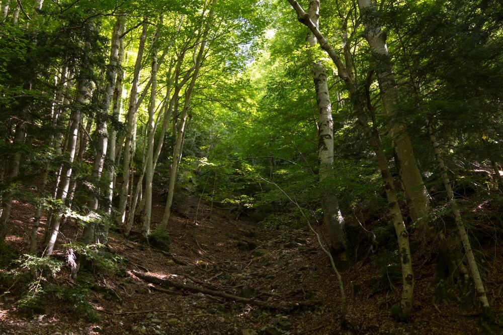 (VIDEO) MISTERIJA NA FRUŠKOJ GORI, OTKRIVENE MERDEVINE KOJE VODE U DUBOKI AMBIS Pogledajte sablasni prizor: "Nemam objašnjenje za ovo"