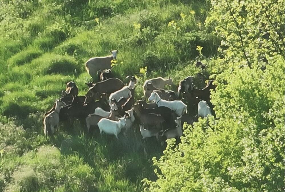 „Zaigrana ekipa“ se izgubila kod Širokog Brijega, pripadnici GSS brzo reagovali dronom locirali stado (FOTO)